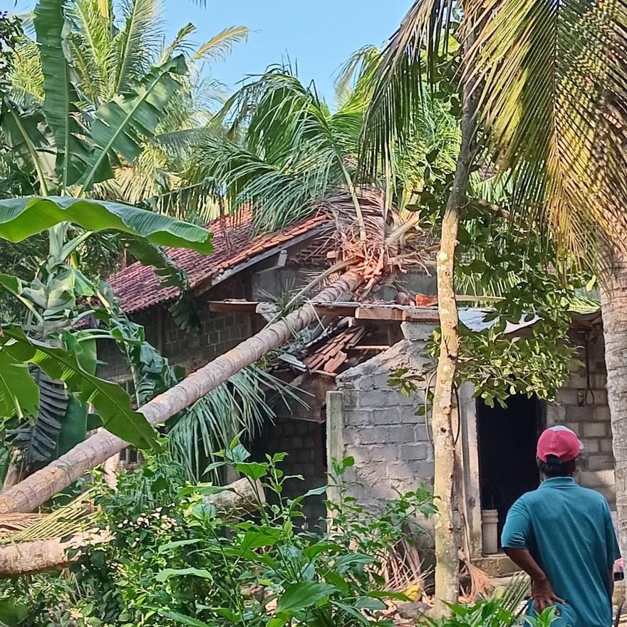 Pohon Tumbang Timpa Rumah Warga di Pedukuhan Beran Ngori